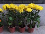 菊花盆栽