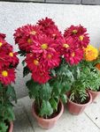 红色菊花盆栽