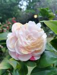茶花图片