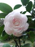 茶花特写