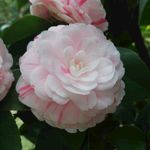 茶花花卉