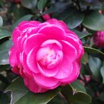 茶花花朵