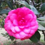 山茶花