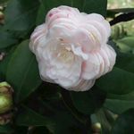 白色山茶花