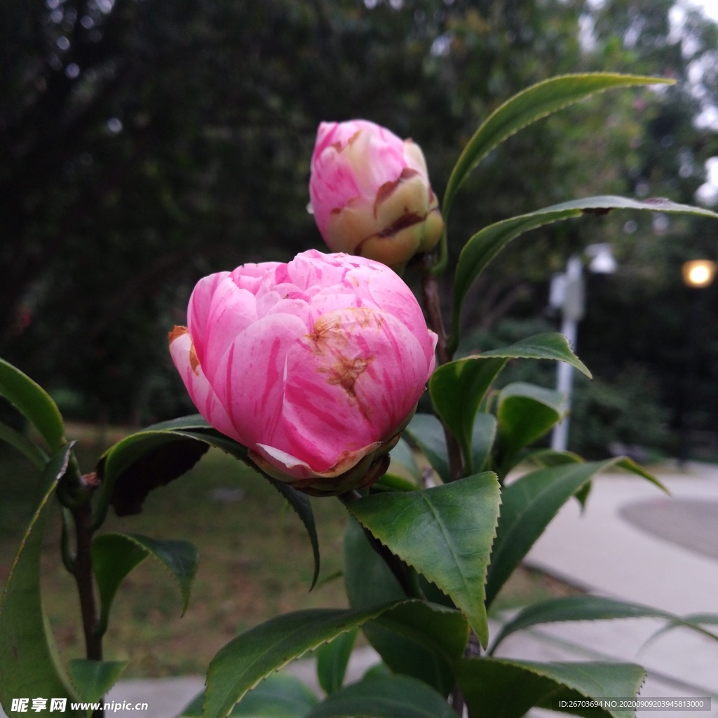 茶花花骨朵