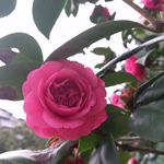茶花