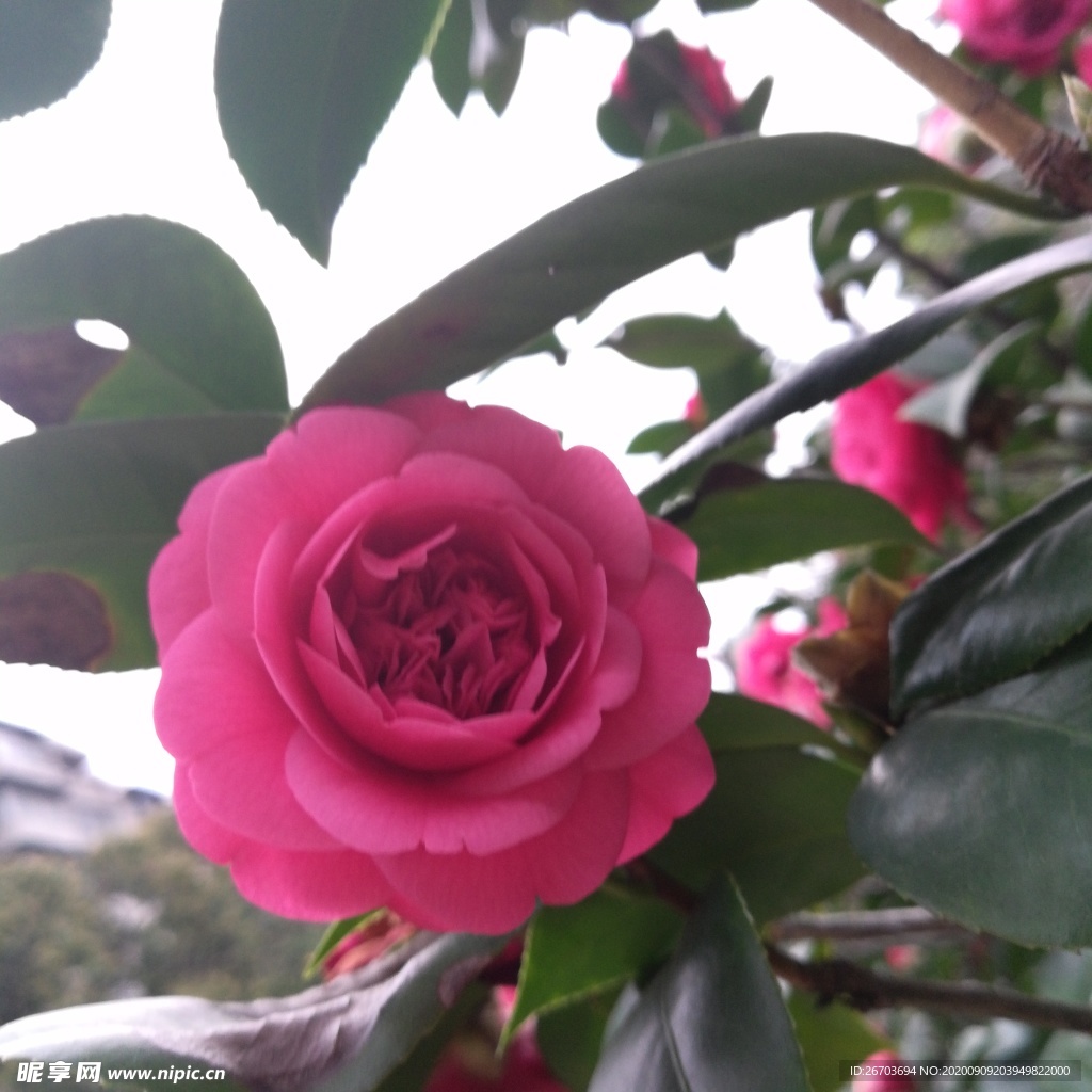 茶花