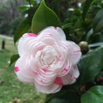 山茶花鲜花