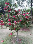 山茶花花卉