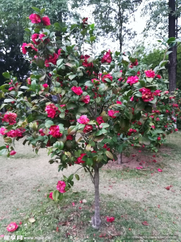 山茶花花卉