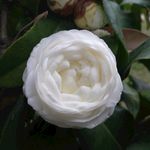 白色山茶花