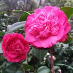 粉红色山茶花