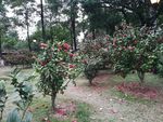山茶花花园