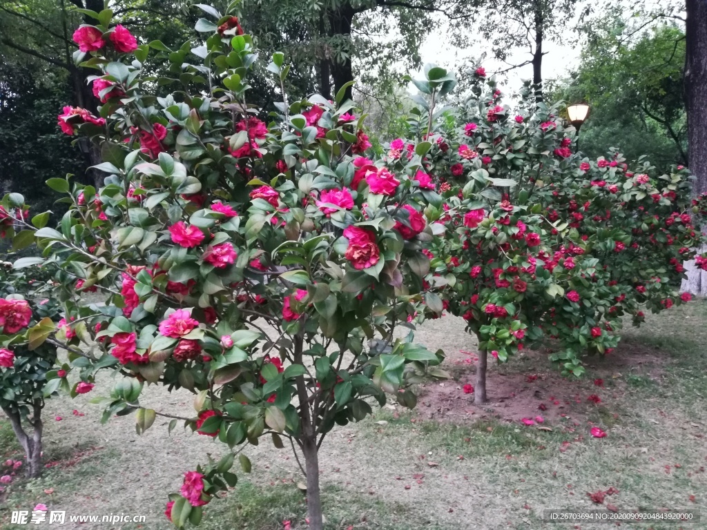 山茶花花园图片