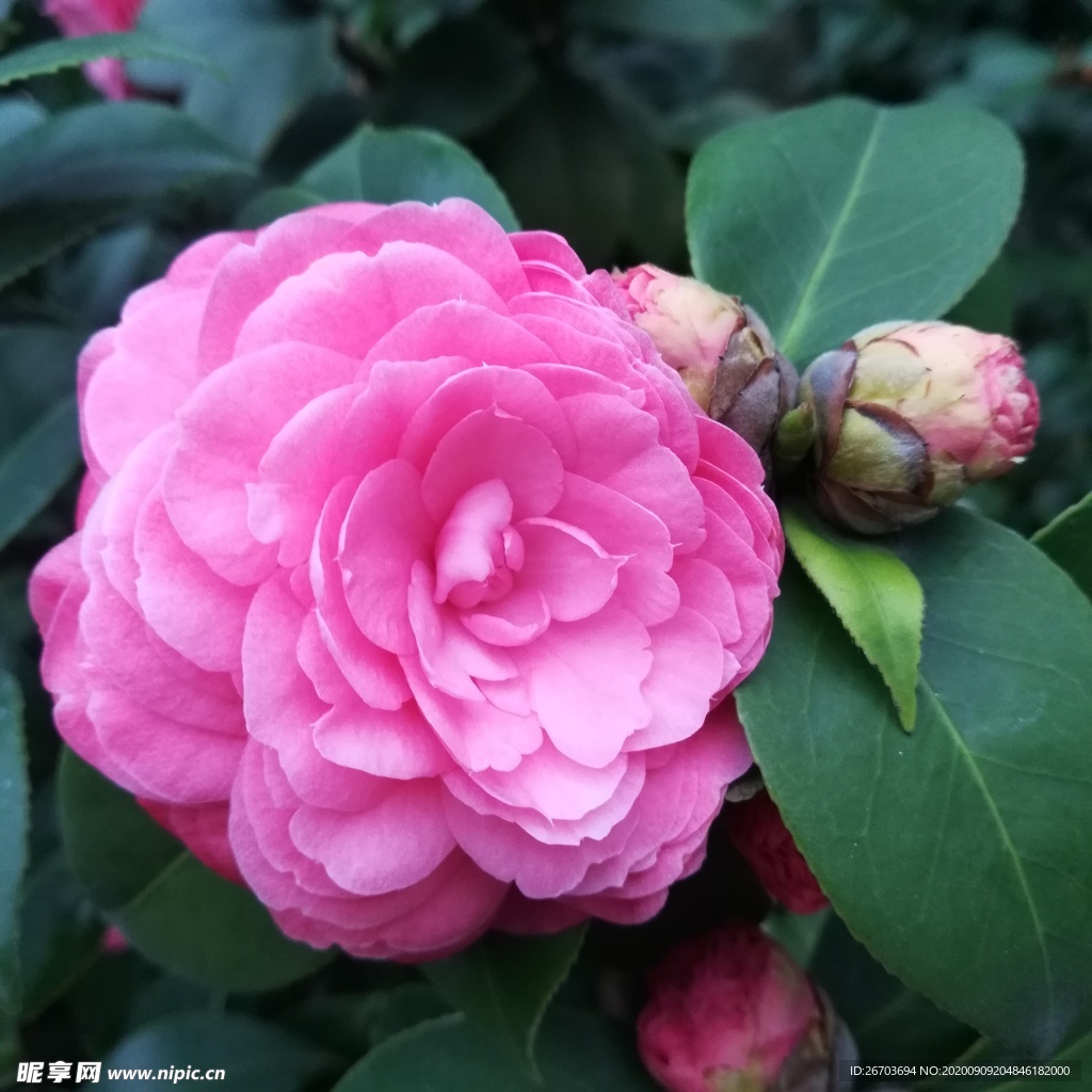 粉色山茶花图片