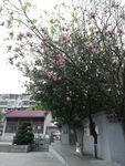 玉堂春花树