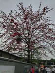 木棉花树