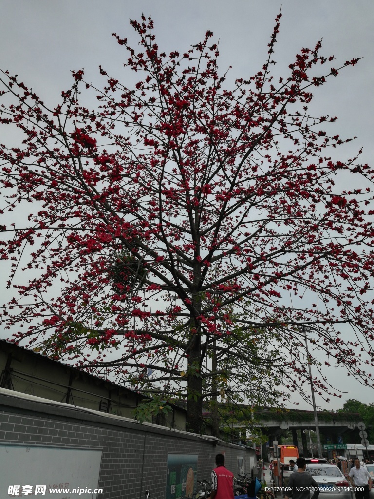 木棉花树