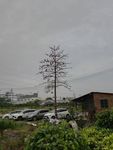 木棉树