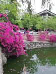 池塘边的三角梅