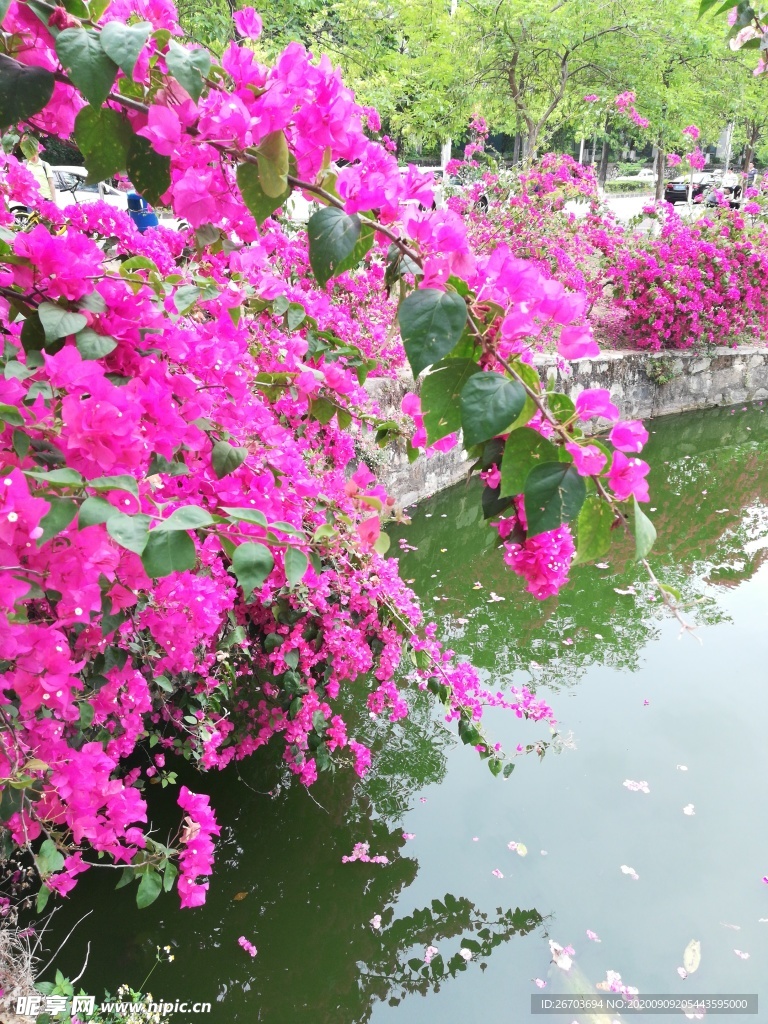 湖边的三角梅风景