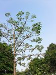 蓝天绿树