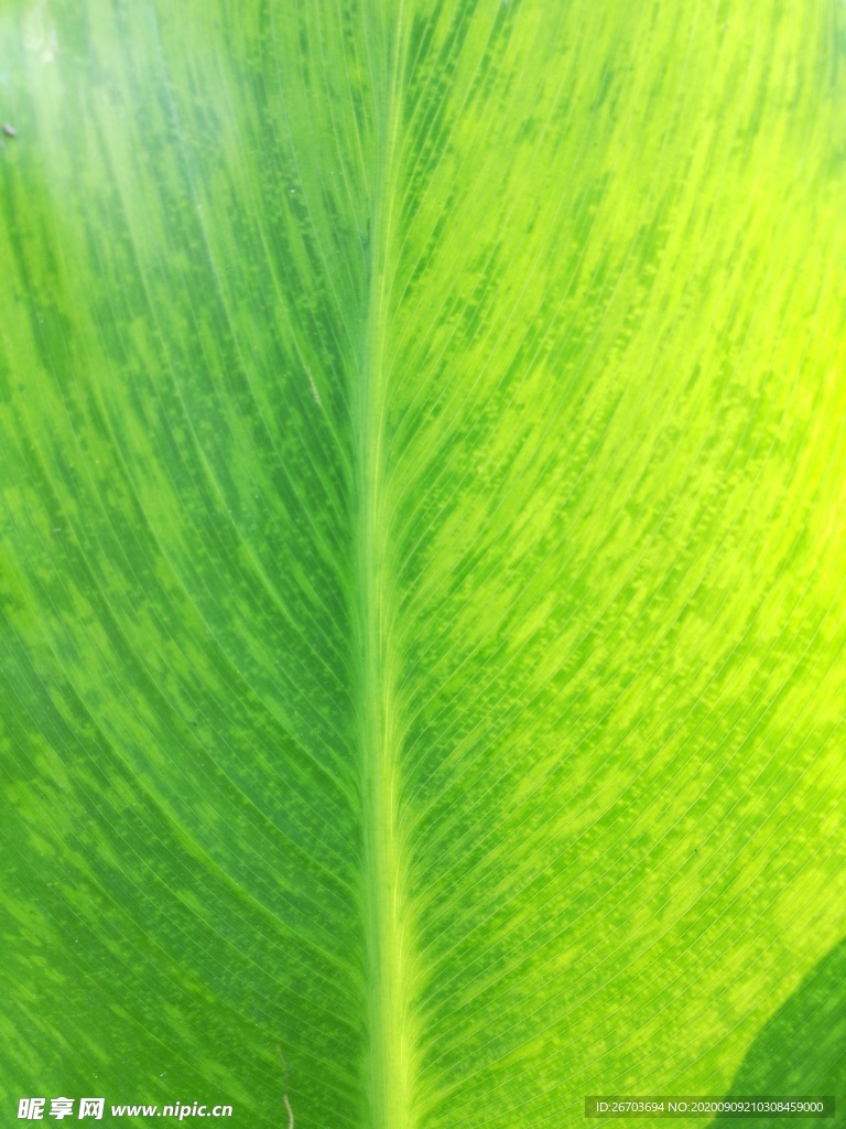 绿色叶子纹理