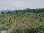 田野风景