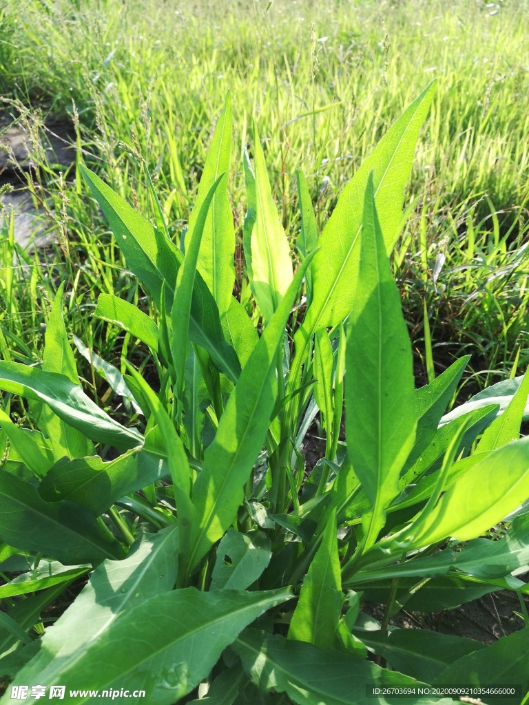 野草草地方静