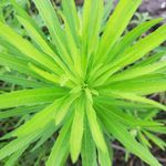 青草