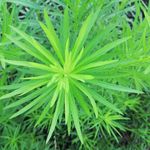 野草图片