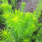 青青野草