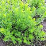 野草