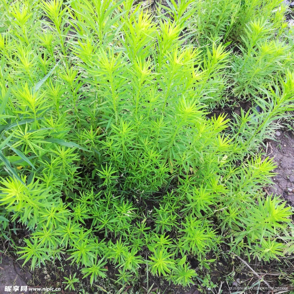 野草