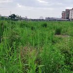 野草风景