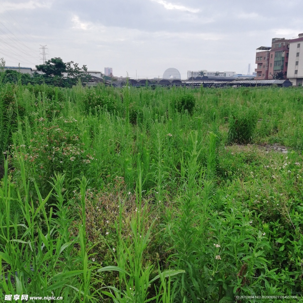 野草风景