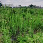 野草风景图片