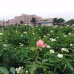 玫瑰花花海风景