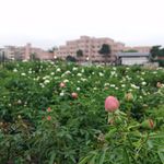 玫瑰花公园