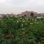 玫瑰花花园风景
