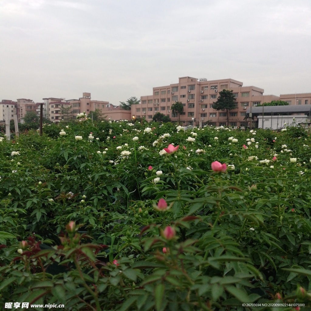 玫瑰花花园风景