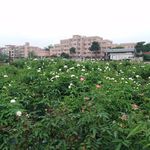 白玫瑰花花卉