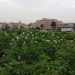 玫瑰花风景