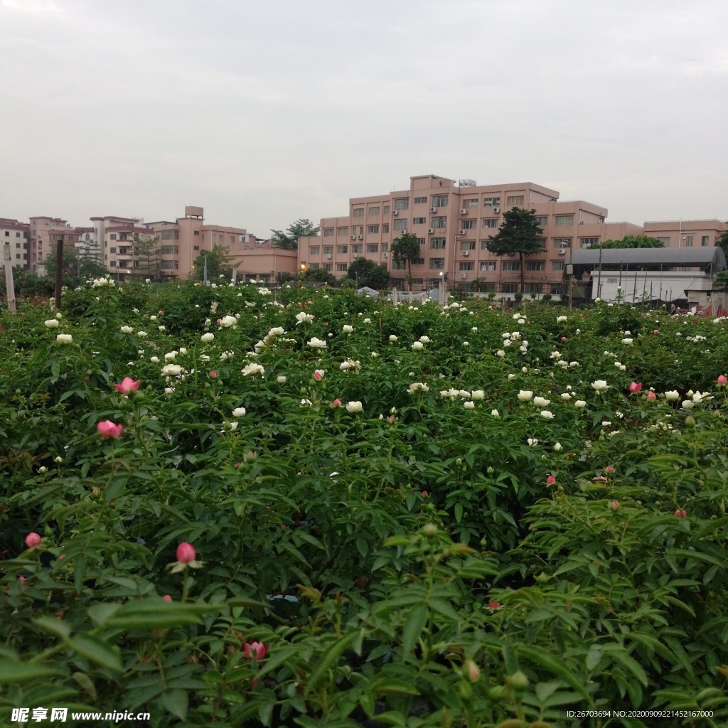 玫瑰花风景