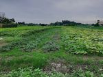 菜地田野风景