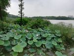 荷塘风景图片