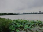荷花湖泊风景