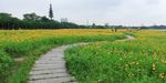 花海里弯曲的小路