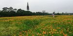 菊花花园