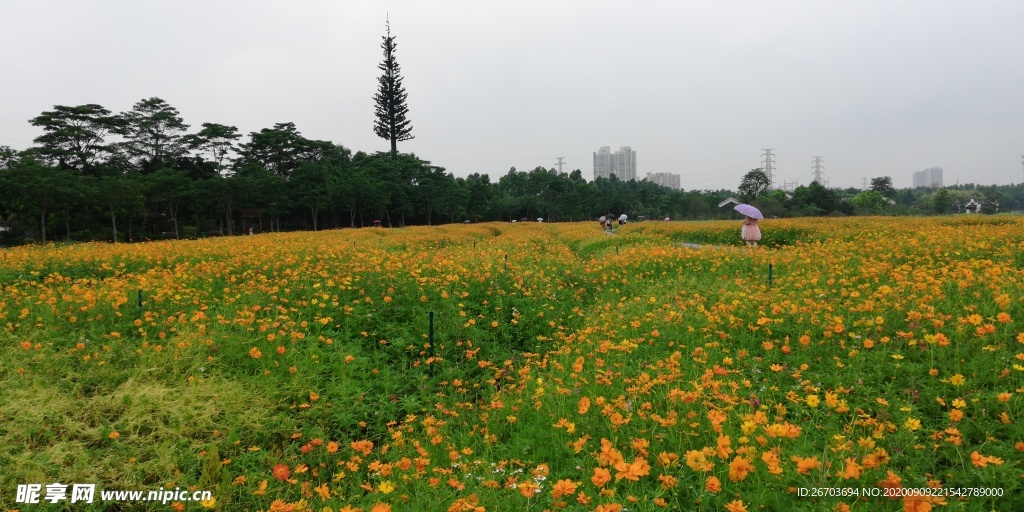 菊花花园